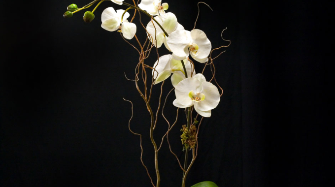 orchid_C0491
